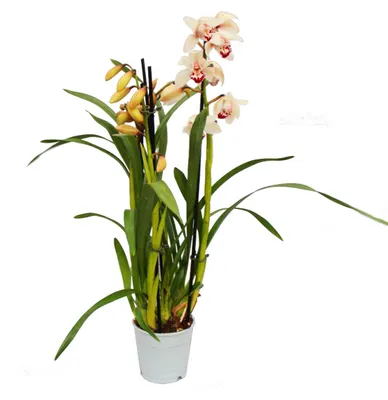 Immagine prodotto di Orchidee Cymbidium - Orchidee Kahnor - L'orchidea ideale per ambienti freschi, color crema