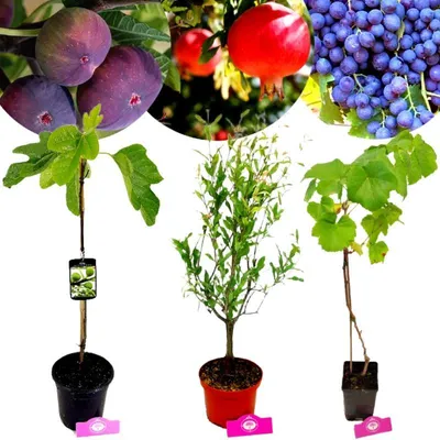 Produktbild von Set mit 3 mediterrane Obstpflanzen – Feige, Granatapfel, Traube – Höhe 50 cm – 11 cm Topf