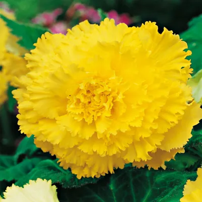 Image de Bégonia frangé jaune Yellow 1 pièce bégonias plants plant bulbe