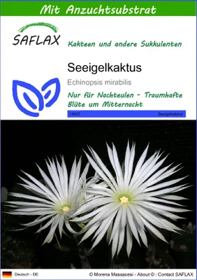 Produktbild von SAFLAX - Seeigelkaktus - Echinopsis mirabilis - 40 Samen - Mit keimfreiem Anzuchtsubstrat