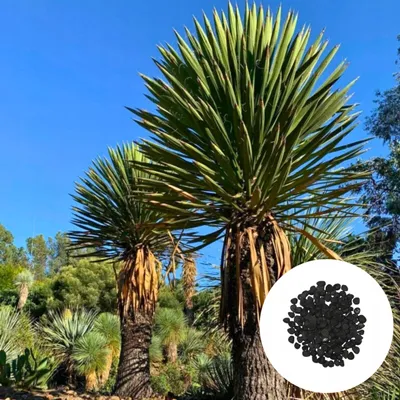 Obrázek produktu pro Exotická semena - Yucca Carnerosana - balení 5 ks - Mrazuvzdorná - Juka carnerosana