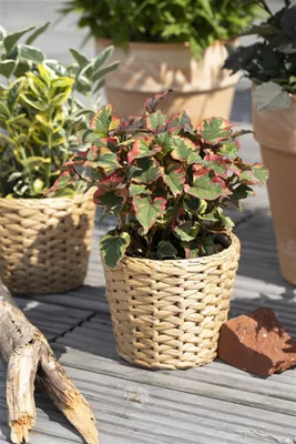 Produktbild von Chamäleonpflanze Chameleon, im 9 cm Topf - Houttuynia cordata