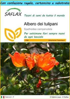 Immagine prodotto di SAFLAX Set regalo - Albero dei tulipani - 30 semi - Spathodea