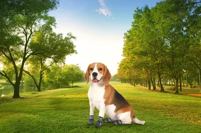 Produktbild von Pfotenschutz für Hunde Hundeschuhe 4er Set mit Beutel wasserdicht rutschfest