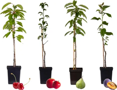 Four potted fruit trees are displayed against a white background, with examples of their fruit placed in front of them.
