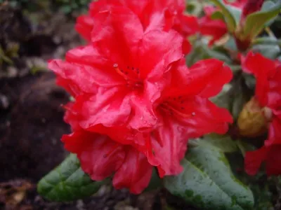 Produktbild von Rhododendron repens Scarlet Wonder - Alpenrose Scarlet Wonder - 25-30 cm