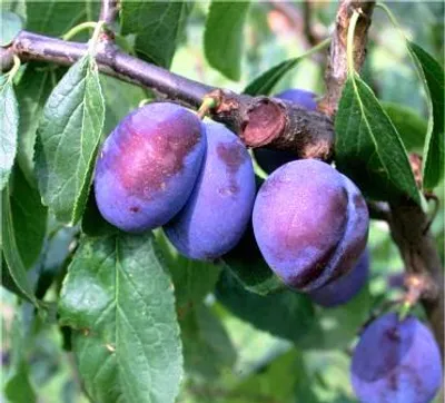 Produktbild von Hauszwetsche Pflaumenbaum - Buschbaum Topfballen (Versandzeit: ganzjährig)