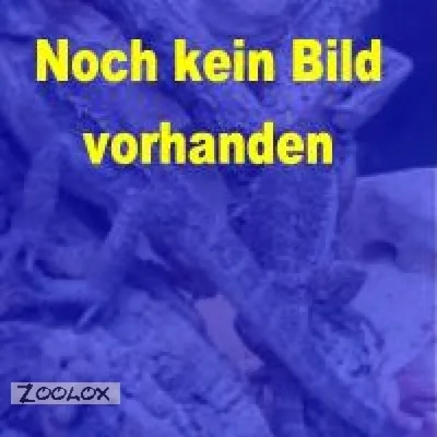 Produktbild von Lucky Reptile Wasserfilter für Super Rain