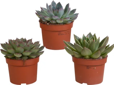 Produktbild von Echeveria Mix 10,5 cm