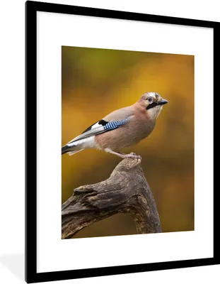 Produktbild von MuchoWow® Gerahmtes Poster Vogel - Zweig - Eichelhäher 60x80 cm - Poster mit Schwarzem Bilderrahmen Wandposter Rahmen Foto Bilder - Wohnzimmer - Dekorationen - Prämie