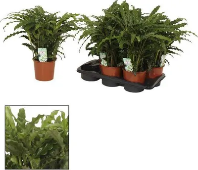 Obrázok produktu pre Korbmaranta Calathea Bluegrass – izbová rastlina, priemer 17 cm, výška 65 cm, listy