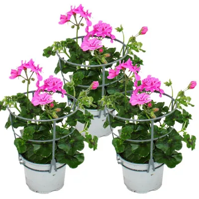 Produktbild von Geranien hängend - Pelargonium peltatum - 12cm Topf - Set mit 3 Pflanzen - helles violett