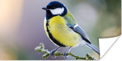 Produktbild von MuchoWow® Poster Kohlmeise - Vogel - Zweig 40x20 cm - Poster für die Wand - Poster Schlafzimmer