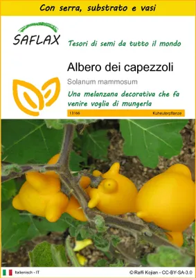 Immagine prodotto di SAFLAX Insieme di coltivazione - Albero dei capezzoli - 10 semi - Solanum
