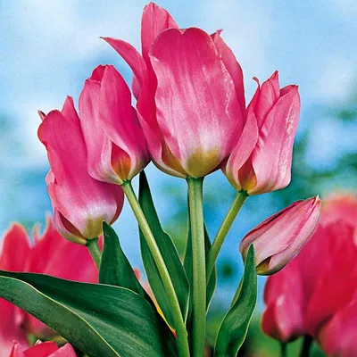 Obrázek produktu pro Tulipány Cibulky Cibulky Květiny Multi-květovaný Tulipán Toronto 5 ks.