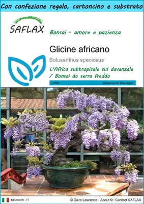 Immagine prodotto di SAFLAX Set regalo - Glicine africano  - 15 semi - Bolusanthus