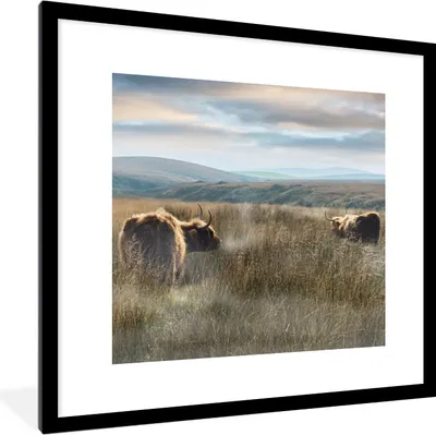 Produktbild von MuchoWow® Gerahmtes Poster Schottische Highlander - Nebel - Gras 40x40 cm - Poster mit Schwarzem Bilderrahmen Wandposter Rahmen Foto Bilder - Poster - Plakat im Rahmen