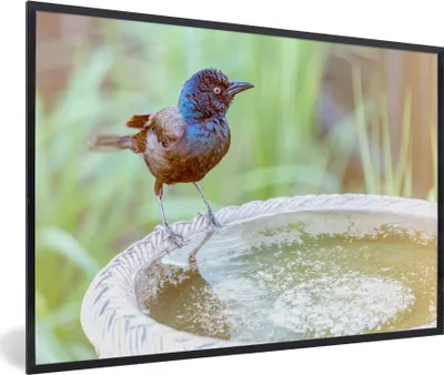 Produktbild von MuchoWow® MuchoWow® Gerahmtes Poster Vogeltränke - Amsel - Wasser 90x60 cm - Poster mit zchwarzem Bilderrahmen - Fotorahmen - Foto-Plakat