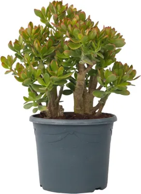 Produktbild von Jadepflanze - Crassula ovata 'Sunset' - Höhe 55-60cm - ⌀30cm