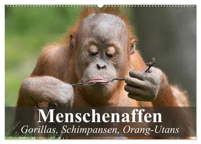 Zdjęcie produktu dla Małpy człekokształtne. Goryle, szympansy, orangutany (kalendarz ścienny na rok 2027, format DIN A2, poziomy), kalendarz miesięczny CALVENDO