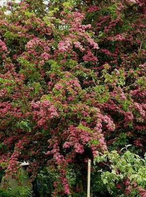 Obrázek produktu pro Crataegus media 'Paul's Scarlet' - Hloh 60- 80 cm kontejner