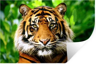 Produktbild von MuchoWow® Wandtattoo Wandsticker Wandaufkleber Tiger - Kopf - Wald 30x20 cm Selbstklebend und Repositionierbar - Wierderverwendbar - Selbstklebend