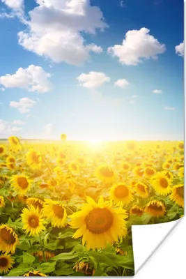 Produktbild von MuchoWow® Poster Sonnenblume - Sonne - Wolken 60x90 cm - Wanddekoration