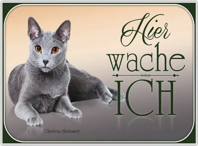 Produktbild von vianmo Holzschild 30x40 cm Katze Chartreux hier wache ich