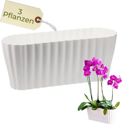 A white planter with purple orchids.