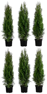Produktbild von Dehner Thuja Smaragd, für 2 Meter Hecke, ca. 80-100 cm, 6 x 5 l Topf, Heckenpflanze