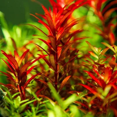 Produktbild von Aquarium Pflanze Rotala rotundifolia 'Blood Red' Tropica Nr.032D TC in Vitro