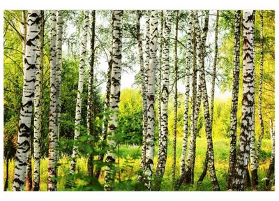 Obrázok produktu pre Dimex fototapeta MS-5-0094 Brezy 375 x 250 cm