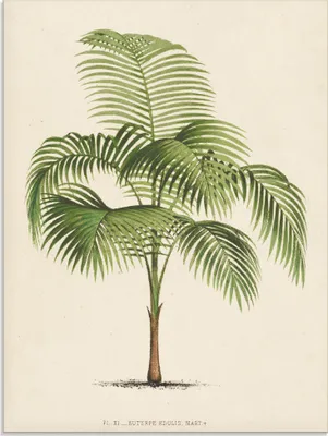 Produktbild von ARTland Glasbild Palme I Größe: 45x60 cm