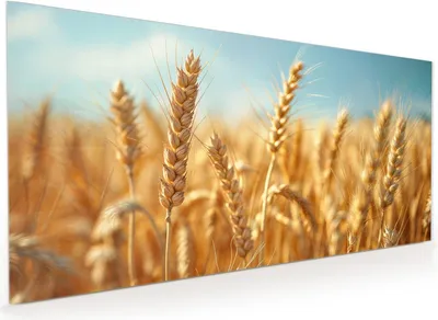 Produktbild von Küchenrückwand Spritzschutz Glas mit Motiv Weizenfeld 40 x 40 cm