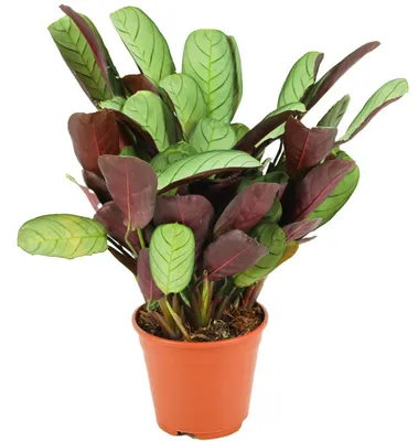 Produktbild von Zynesflora Ctenanthe Burle-Marxii Amagris im Ø 14 cm Pflanzentopf - Höhe: 35 - 40 cm - Pfeilwurz Gebetspflanze Luftreinigende Zimmerpflanze