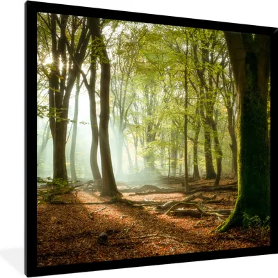 Produktbild von MuchoWow® Gerahmtes Poster Wald - Sonne - Jahreszeiten - Landschaft 40x40 cm - Poster mit Schwarzem Bilderrahmen Wandposter Rahmen Foto Bilder - Mit Rahmen - Wanddekoration Schlafzimmer