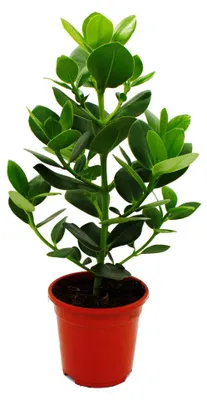 Produktbild von Baumapfel – Clusia major – ca. 55–65 cm – 17-cm-Topf – Zimmerpflanze