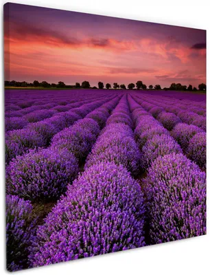 Produktbild von Wallario Premium Leinwandbild Lavendelfeld unter rotem Himmel in Größe 50 x 50 cm