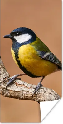Produktbild von MuchoWow® Poster Vogel - Kohlmeise - Zweige 40x80 cm - Dekoration