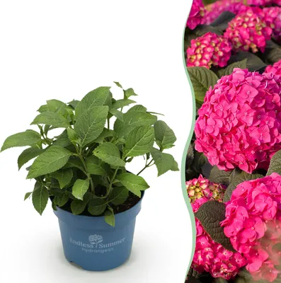 Zdjęcie produktu dla Hortensja Endles Summer Love Red - Hortensja - mrozoodporna - czerwona - 20-25cm - Ø14cm - Roślina ogrodowa
