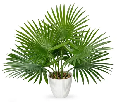 Productafbeelding van Kunstplant in pot, kunstmatige palmdecoratie, moderne kunstpalm, kunstplanten, plastic plantdecoratie voor woonkamer, balkon, slaapkamer, badkamer, kamer, tafeldecoratie, kunstmatige Livistona saribus