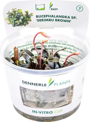 Produktbild von Braune Bucephalandra - Bucephalandra spec. Serimbu Brown' IV