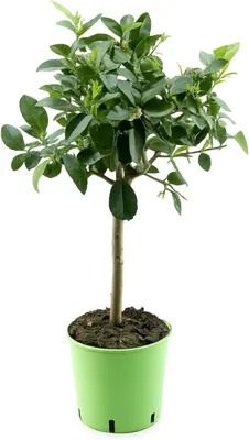 Produktbild von Limettenbaum „Lima Verde“ (Caipirinha-Limette) 70–100 cm – aromatische Früchte, Citrus Pflanze für Balkon, Terrasse & Wintergarten