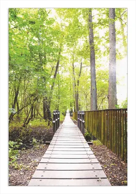 Produktbild von Wallario Wandbild Spaziergang im Wald  Holzweg über einen Fluss, Größe: 61 x 91,5 cm, Poster mit rahmenlosen Bildhalter
