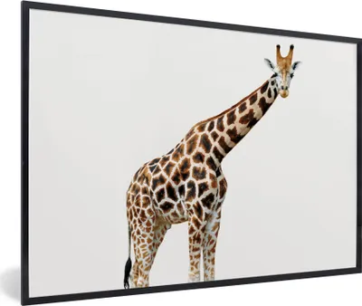 Produktbild von MuchoWow® Gerahmtes Poster Giraffe - Tiere - Weißer Hintergrund - Kinder - Junge - Mädchen 90x60 cm - Poster mit Schwarzem Bilderrahmen Wandposter Rahmen Foto Bilder - Fotorahmen - Foto-Plakat