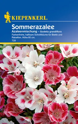Artikelbild 1 von 'Sommerazalee Azaleenmischung' aus der Kategorie Azaleensamen