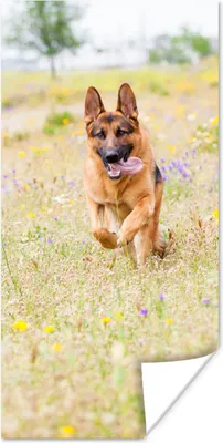 Produktbild von MuchoWow® Poster Deutscher Schäferhund spaziert zwischen bunten Blumen 40x80 cm - Dekoration