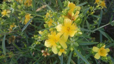 Produktbild von Hypericum kalmianum Gemo - Kalmisches Johanniskraut Gemo