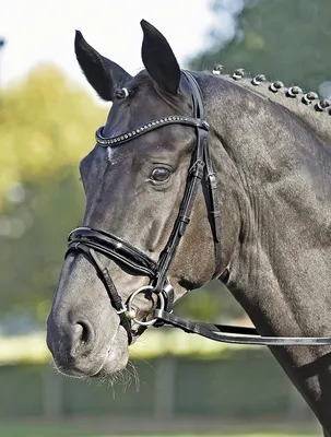 Produktbild von BUSSE Trense Luxury Trensenzaum mit Zügel Schwarz(weiß)/ Strass-grau Warmblut