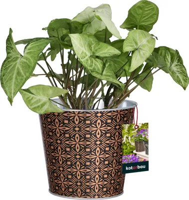 A potted plant with green and white variegated leaves in a decorative pot.